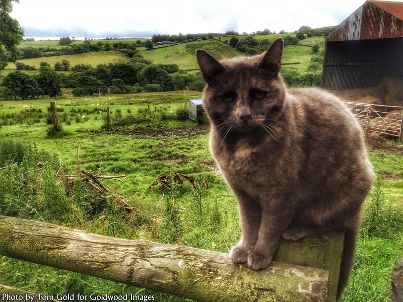 A cat sitting on a fence at Foel Studio, summer 2016
